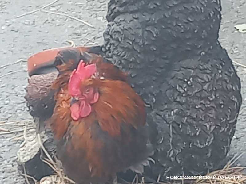 Новороссийским девушкам предложили попробовать погадать на суженого