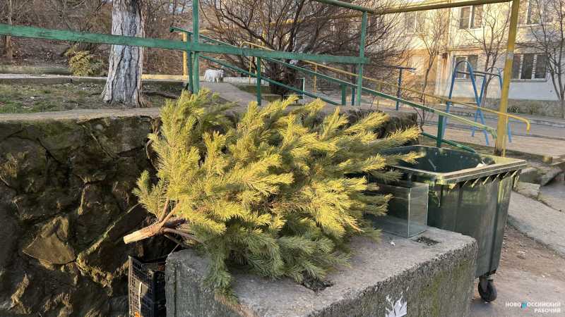 &laquo;Один пункт на район!&raquo; Новороссийцы возмущены организацией сбора елок