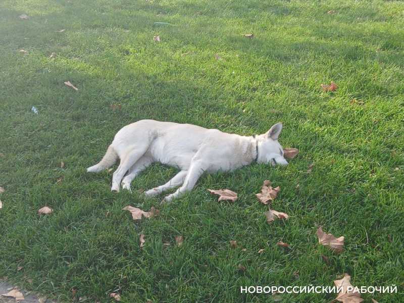 Площадки для собак в Новороссийске можно размещать в 40 метрах от жилых домов