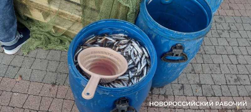 Рыбаки пообещали снижение цен на хамсу в Новороссийске