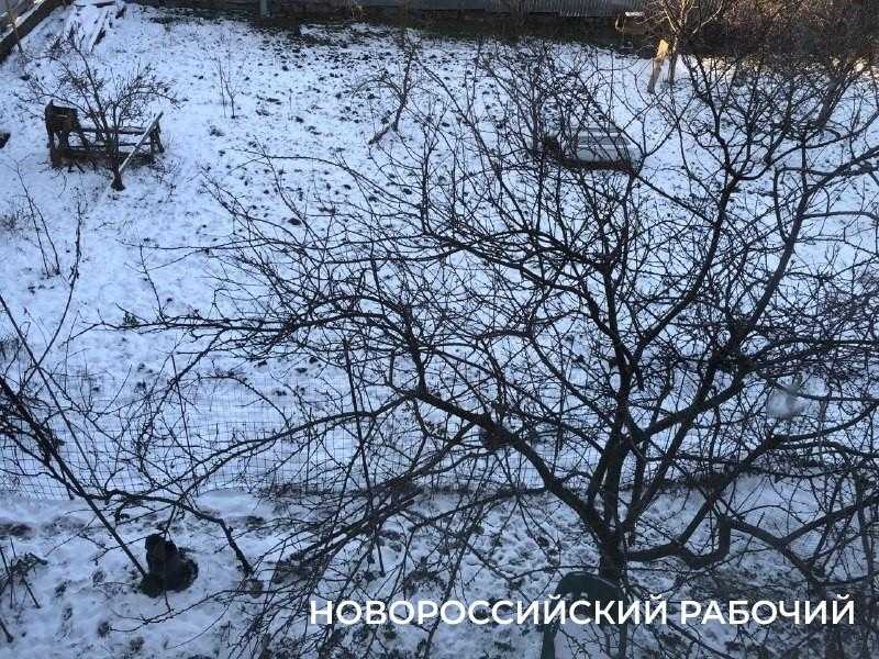 Снег и мороз &ndash; благо и испытание для садов Новороссийска. На что обратить внимание садоводам