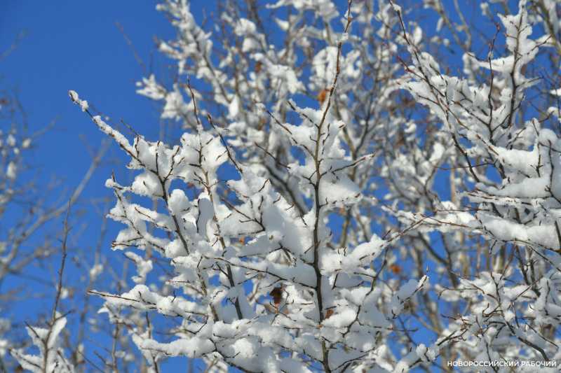 Советы дня на 7 января: об общественной елке, программистах и православном Рождестве