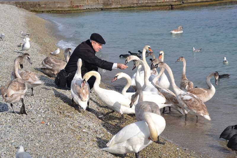 Только не хлеб! Как правильно помочь птицам пережить зиму в Новороссийске