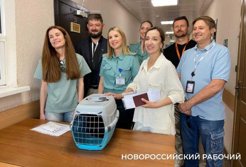 У самого популярного новороссийского кота все хорошо. На этом все?