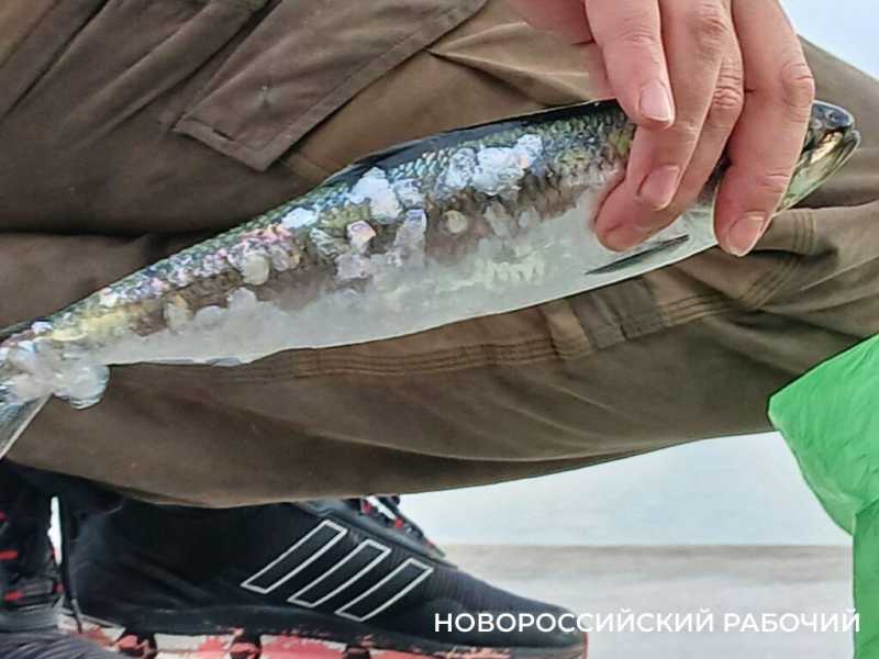 &laquo;У селедки тоже праздники!&raquo; &mdash; на молу Новороссийска рыбаки не дождутся улова