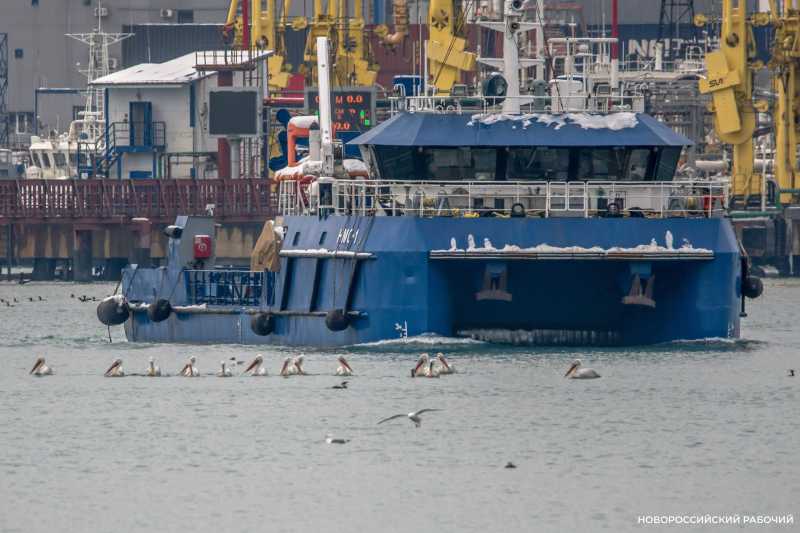 В бухте Новороссийска судно изменило курс, чтобы не распугать стаю пеликанов