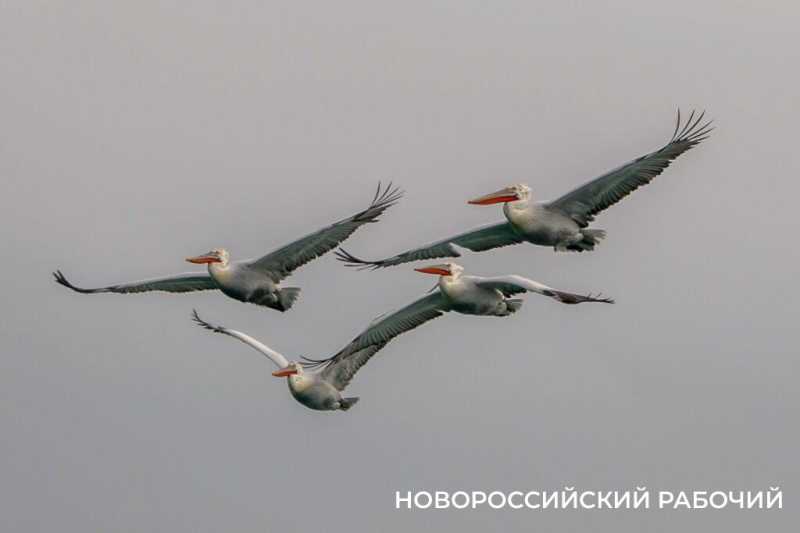 В бухте Новороссийска судно изменило курс, чтобы не распугать стаю пеликанов