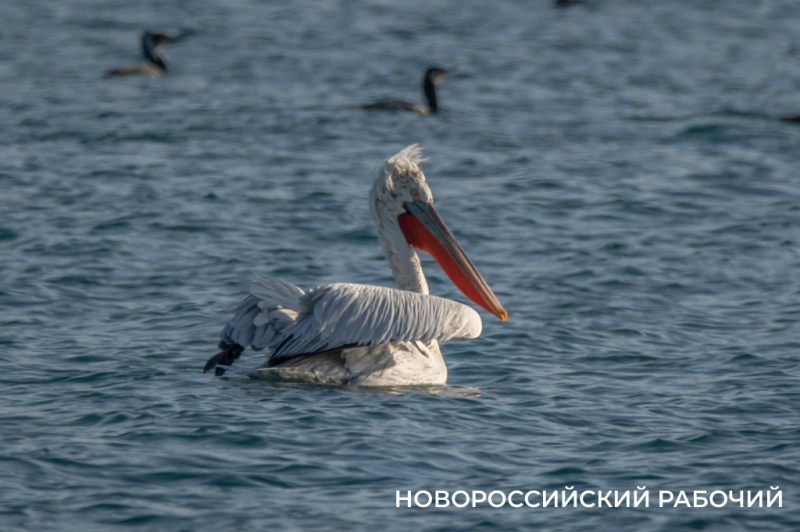 В бухте Новороссийска судно изменило курс, чтобы не распугать стаю пеликанов