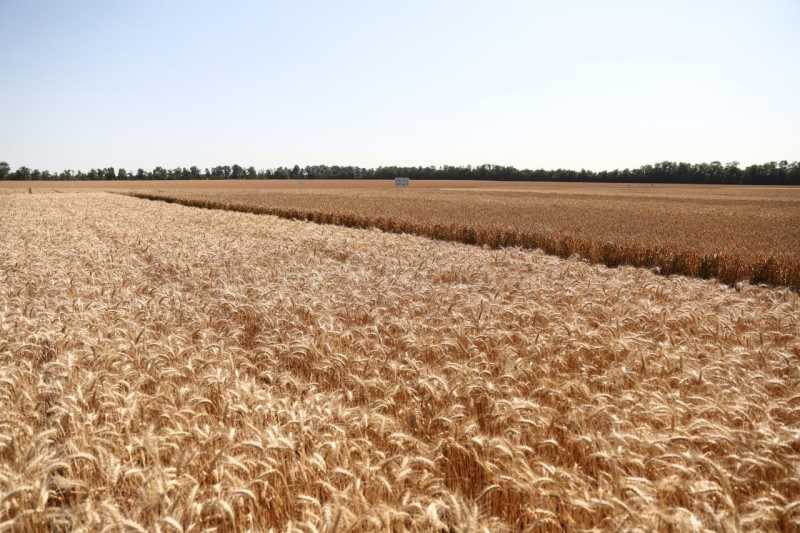 В Краснодарском крае в 2026 году экспортируют сельхозпродукцию на 2,8 млрд долларов по нацпроекту &laquo;Международная кооперация и экспорт&raquo;