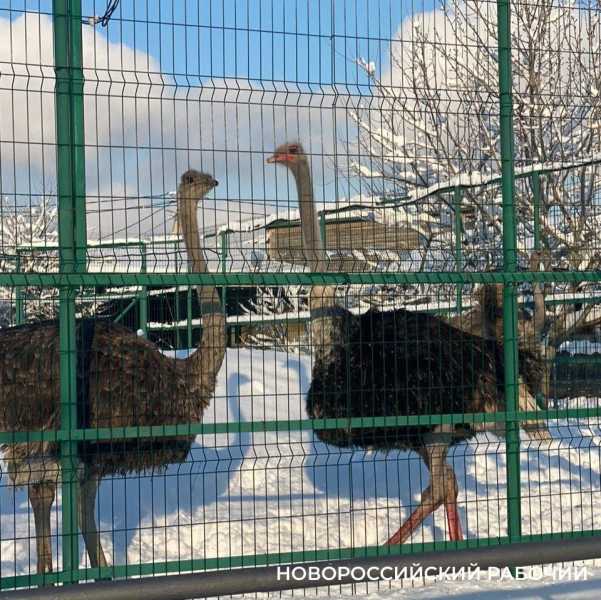 В пригороде Новороссийска верблюдам и страусам комфортно на снегу