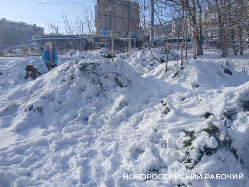 В Новороссийске деревья гнутся под тяжестью снега