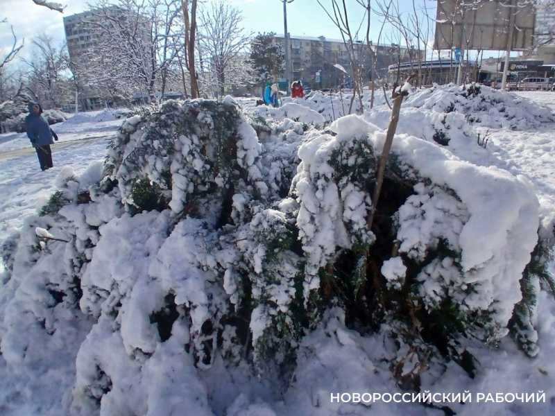 В Новороссийске деревья гнутся под тяжестью снега