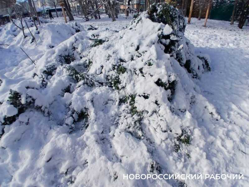 В Новороссийске деревья гнутся под тяжестью снега