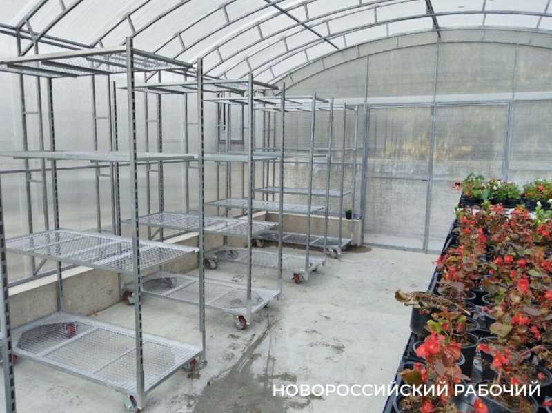 В Новороссийске есть идея создать парк тюльпанов