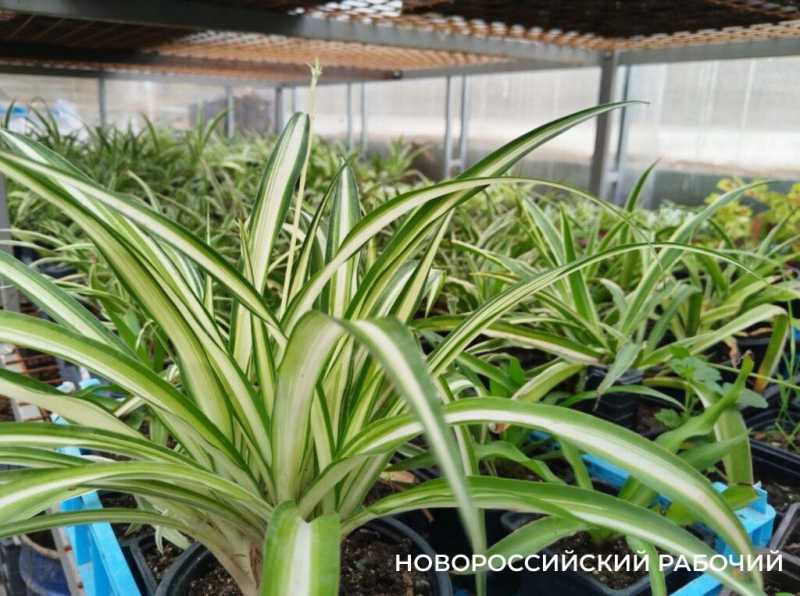 В Новороссийске есть идея создать парк тюльпанов