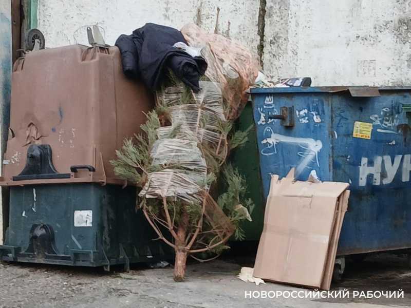 В Новороссийске новогодние елки выбрасывают, где удобно
