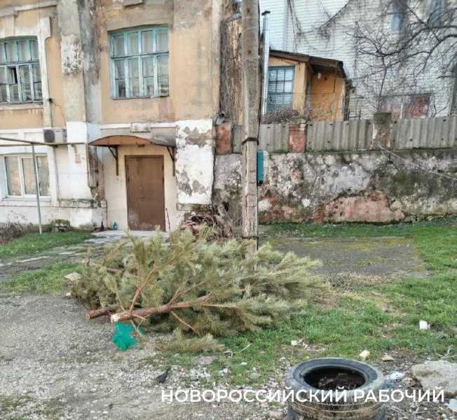 В Новороссийске новогодние елки выбрасывают, где удобно