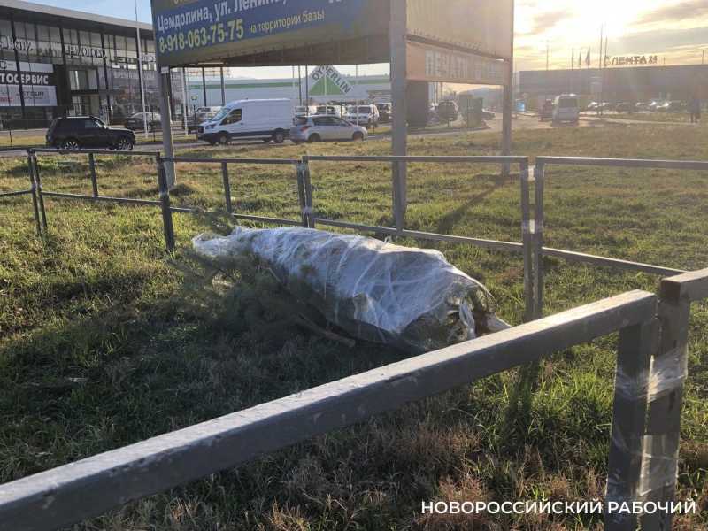 В Новороссийске определили места для сдачи старых новогодних елок