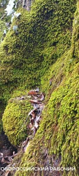 В Новороссийске с гор бегут чистейшие ручьи