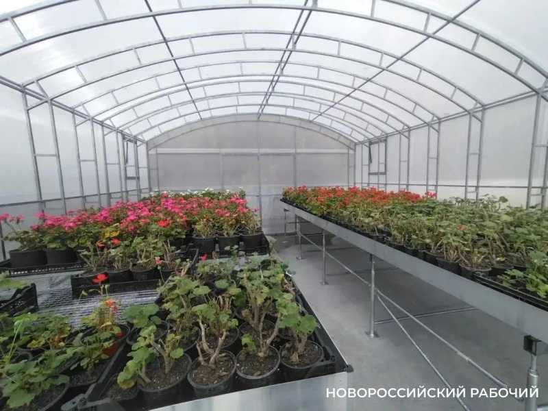 В Новороссийске возродили питомник