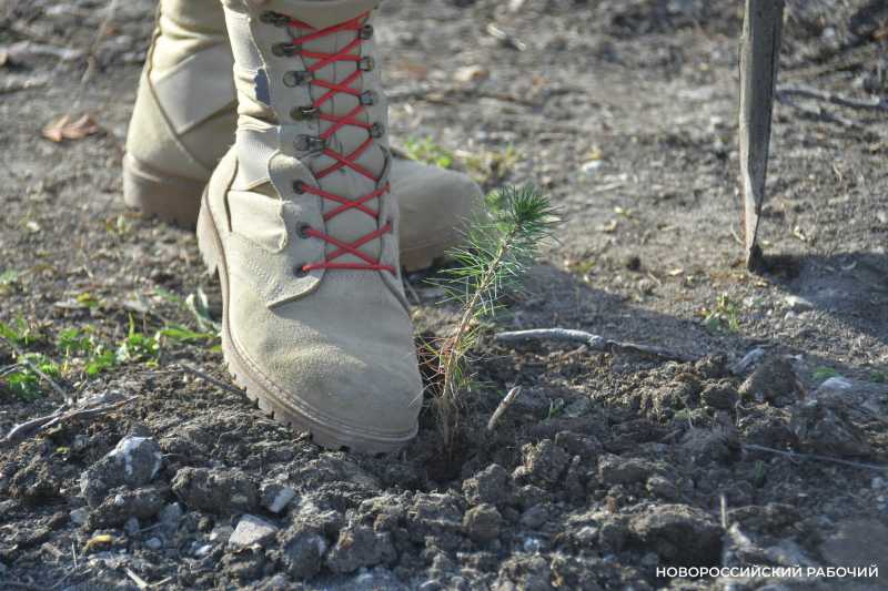 В Новороссийске время сажать семена домашней новогодней елки