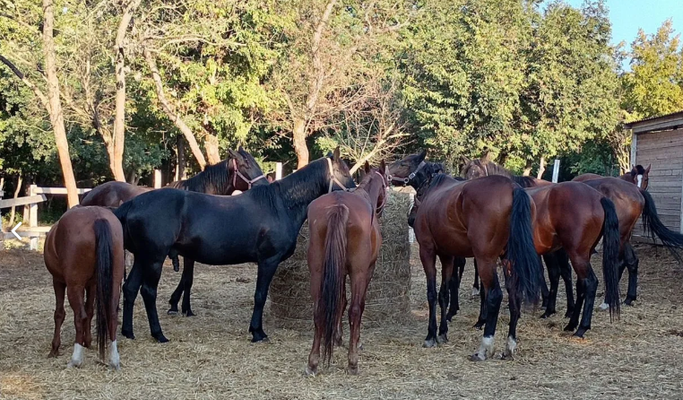 В Новороссийске вырос интерес к лошадям. Почем символы 2026 года?