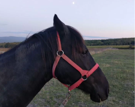 В Новороссийске вырос интерес к лошадям. Почем символы 2026 года?