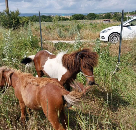 В Новороссийске вырос интерес к лошадям. Почем символы 2026 года?