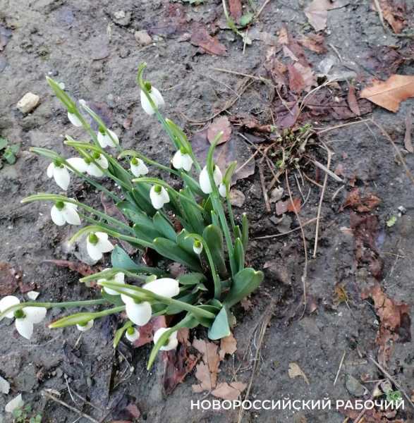 В Новороссийске зацвели подснежники