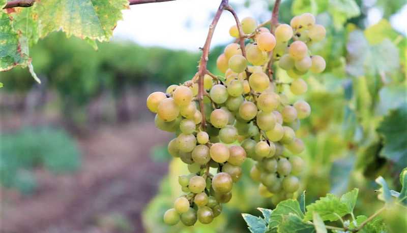 Вениамин Кондратьев: Благодаря рекордному урожаю винограда на Кубани производство тихих вин возросло на 9 процентов