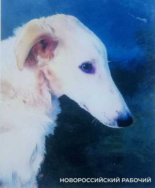 Волонтер дядя Саша рисует спасенных птиц, как будто мазутной катастрофы в Анапе и не было