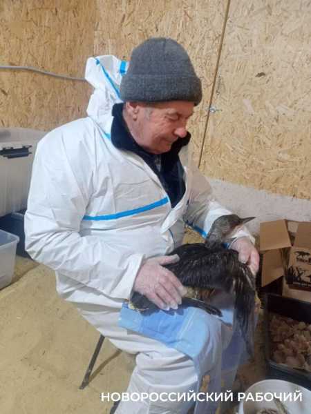 Волонтер дядя Саша рисует спасенных птиц, как будто мазутной катастрофы в Анапе и не было