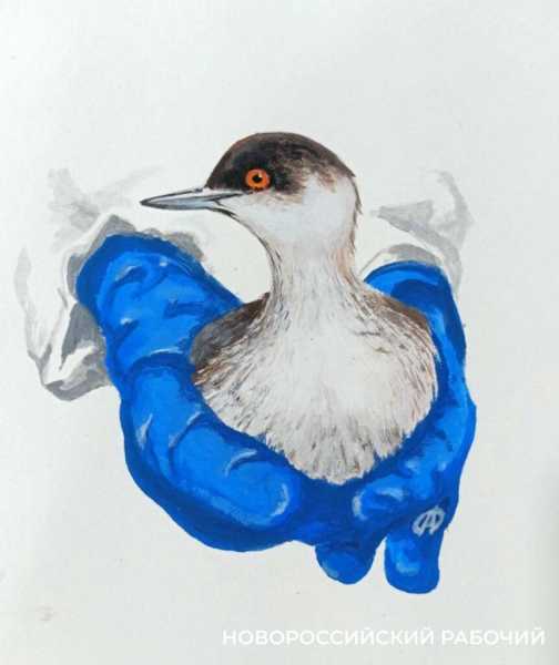 Волонтер дядя Саша рисует спасенных птиц, как будто мазутной катастрофы в Анапе и не было