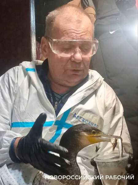 Волонтер дядя Саша рисует спасенных птиц, как будто мазутной катастрофы в Анапе и не было