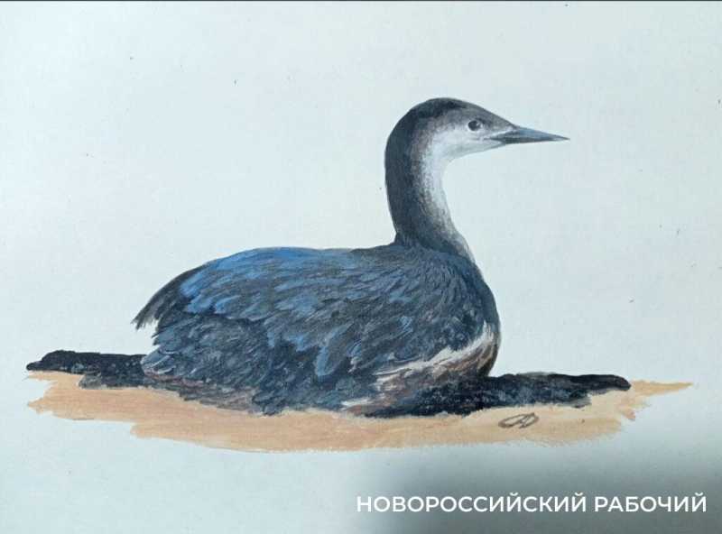 Волонтер дядя Саша рисует спасенных птиц, как будто мазутной катастрофы в Анапе и не было