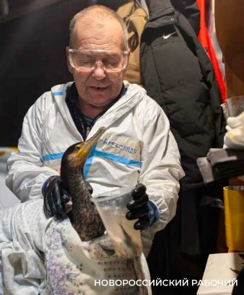 Волонтер дядя Саша рисует спасенных птиц, как будто мазутной катастрофы в Анапе и не было