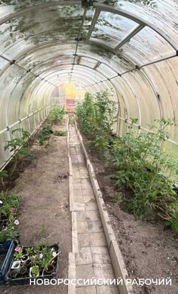 Выращивают огурцы и гениев! В теплицах школ Новороссийска собирают первые урожаи