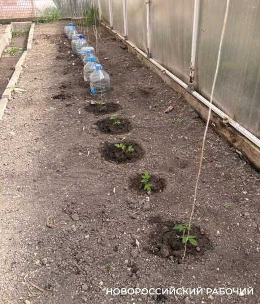 Выращивают огурцы и гениев! В теплицах школ Новороссийска собирают первые урожаи