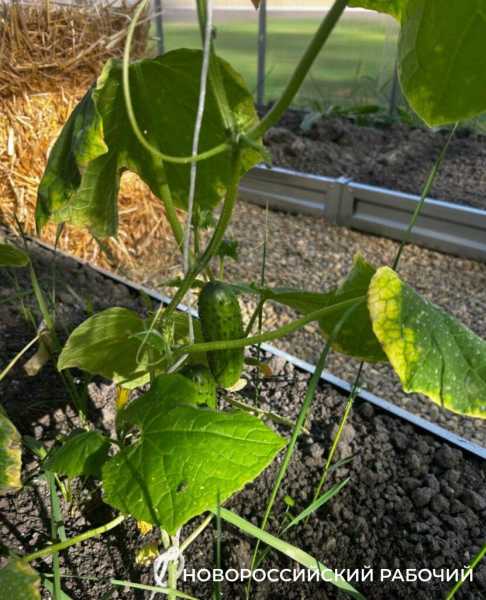 Выращивают огурцы и гениев! В теплицах школ Новороссийска собирают первые урожаи