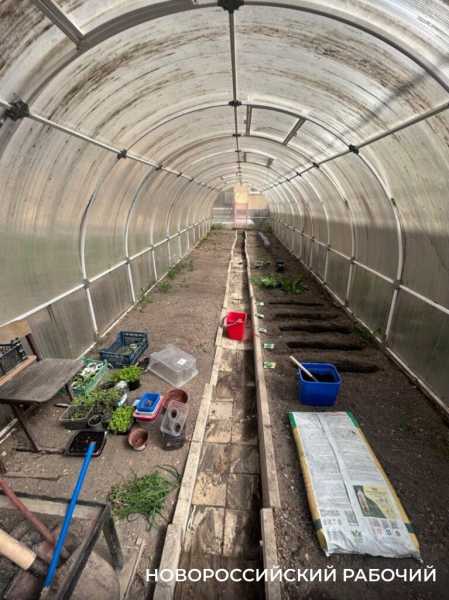 Выращивают огурцы и гениев! В теплицах школ Новороссийска собирают первые урожаи