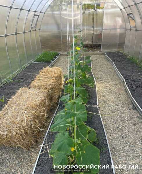 Выращивают огурцы и гениев! В теплицах школ Новороссийска собирают первые урожаи