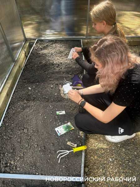 Выращивают огурцы и гениев! В теплицах школ Новороссийска собирают первые урожаи