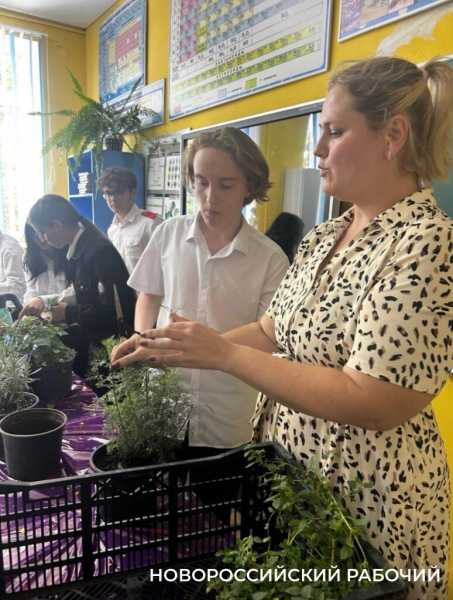 Выращивают огурцы и гениев! В теплицах школ Новороссийска собирают первые урожаи