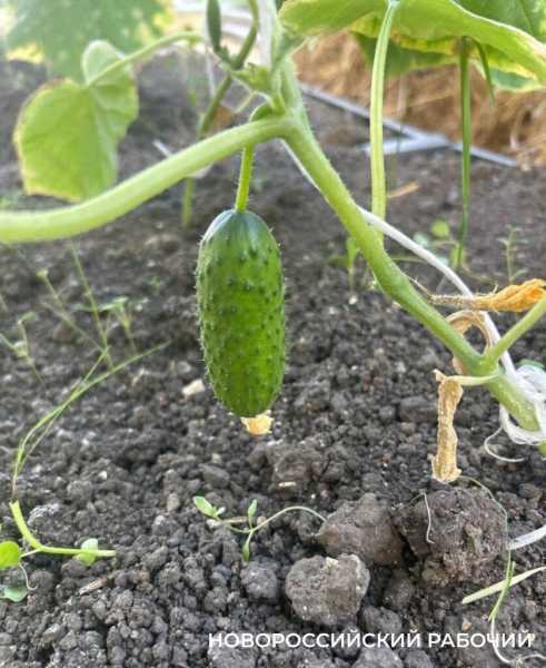 Выращивают огурцы и гениев! В теплицах школ Новороссийска собирают первые урожаи