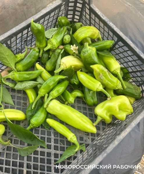 Выращивают огурцы и гениев! В теплицах школ Новороссийска собирают первые урожаи