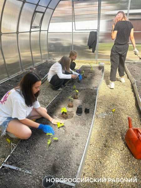 Выращивают огурцы и гениев! В теплицах школ Новороссийска собирают первые урожаи