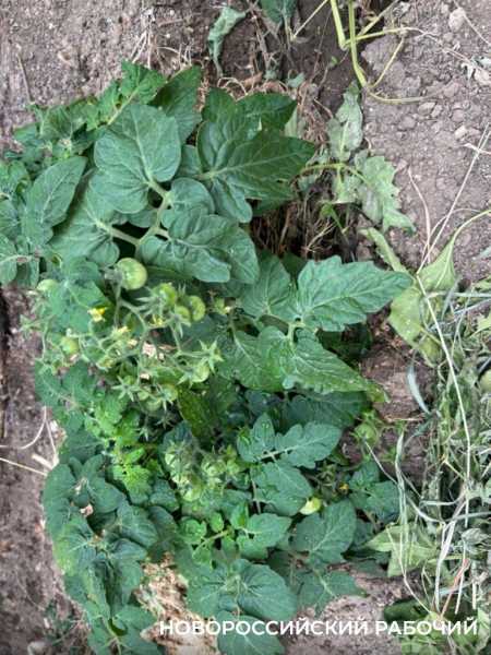 Выращивают огурцы и гениев! В теплицах школ Новороссийска собирают первые урожаи