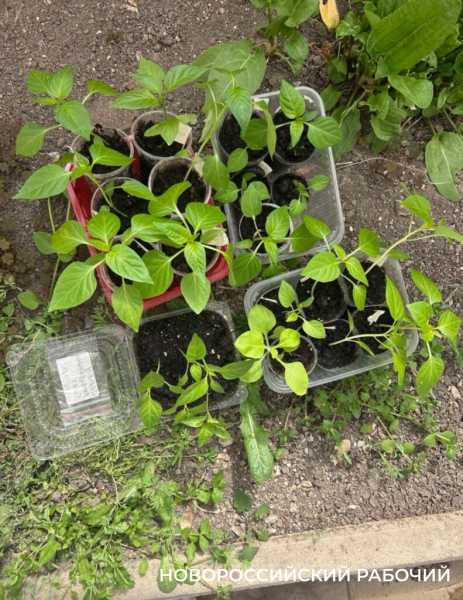 Выращивают огурцы и гениев! В теплицах школ Новороссийска собирают первые урожаи