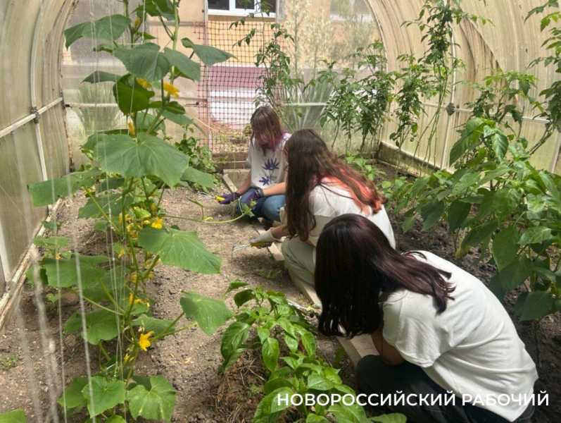 Выращивают огурцы и гениев! В теплицах школ Новороссийска собирают первые урожаи