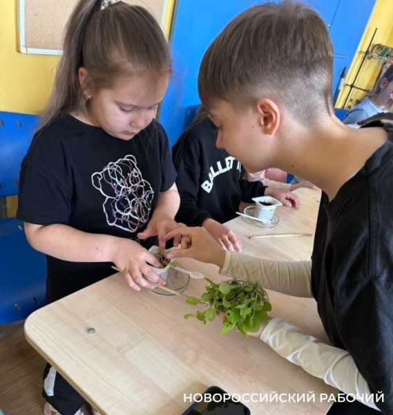 Выращивают огурцы и гениев! В теплицах школ Новороссийска собирают первые урожаи
